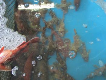 ガラカブ ガラカブ