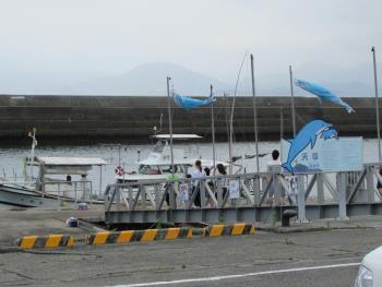 イルカウォッチング イルカウォッチング