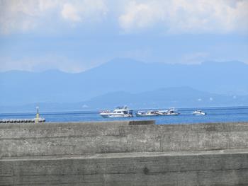 イルカウォッチング イルカウォッチング