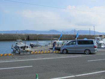 イルカウォッチング イルカウォッチング