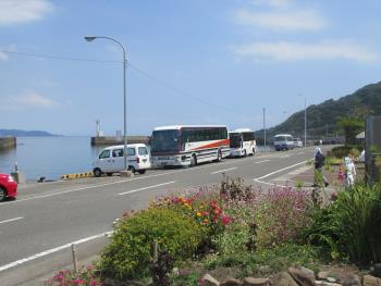 イルカウォッチング イルカウォッチング