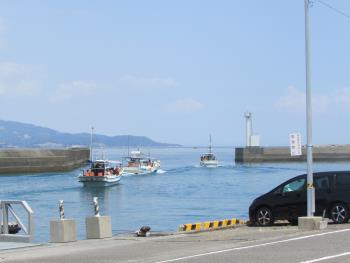 イルカウォッチング イルカウォッチング