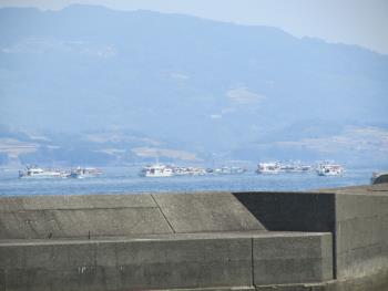 イルカウォッチング イルカウォッチング