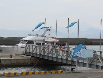 イルカウォッチング イルカウォッチング