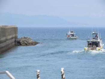 イルカウォッチング イルカウォッチング