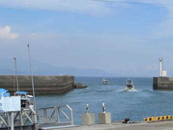 イルカウォッチング イルカウォッチング