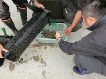 あさりの試験養殖 あさりの試験養殖