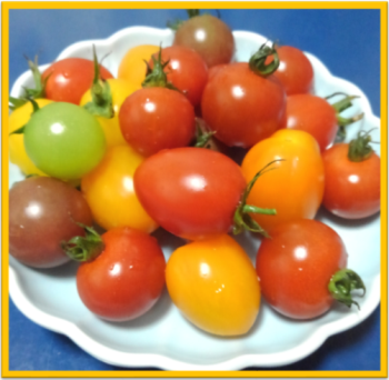 カクテルトマト カクテルトマト