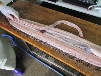 キダコ2 キダコ2