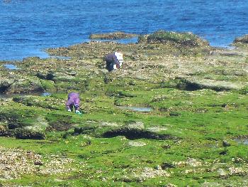 アオサ取り アオサ取り