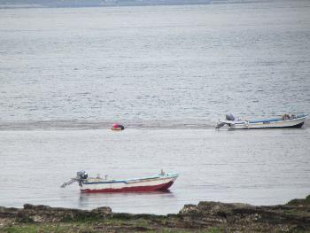 ウニ取り ウニ取り