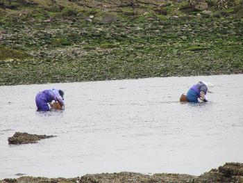 ウニ取り ウニ取り
