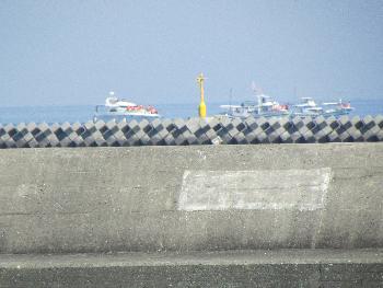 イルカウォッチング イルカウォッチング