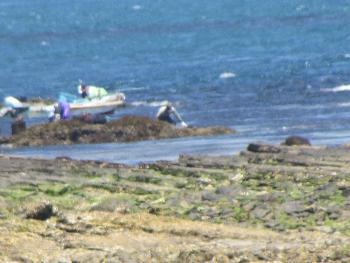 ヒジキとり ヒジキとり