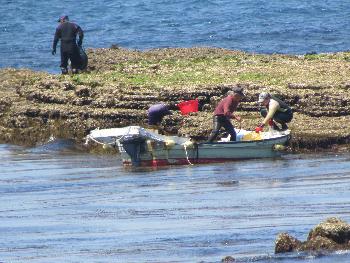 ヒジキとり ヒジキとり