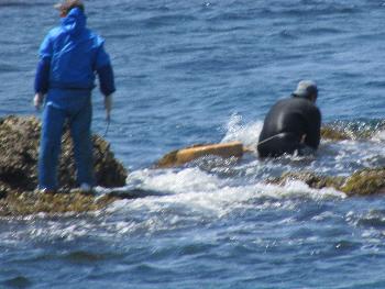 ヒジキとり ヒジキとり