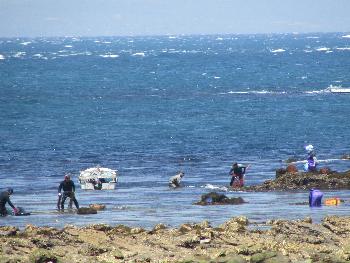 ヒジキとり ヒジキとり