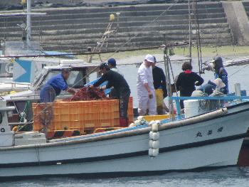 トサカかけ トサカかけ