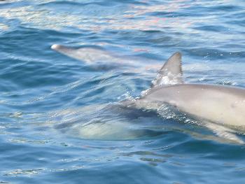 イルカさん イルカさん