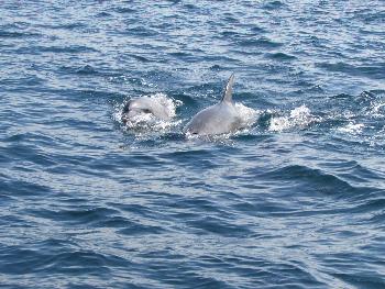 イルカさん イルカさん