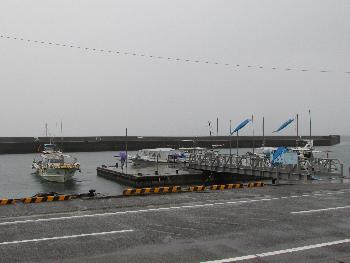 イルカウォッチング イルカウォッチング