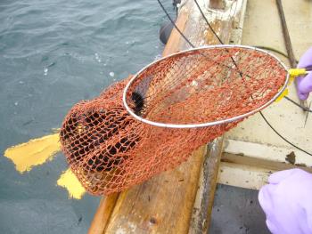 ウニ取り ウニ取り