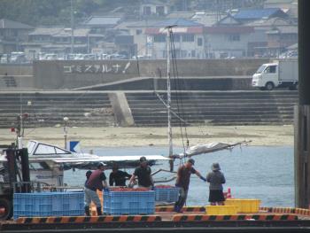 トサカかけ トサカかけ