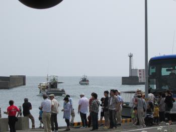 イルカウォッチング イルカウォッチング