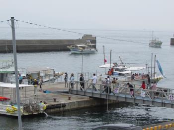 イルカウォッチング イルカウォッチング