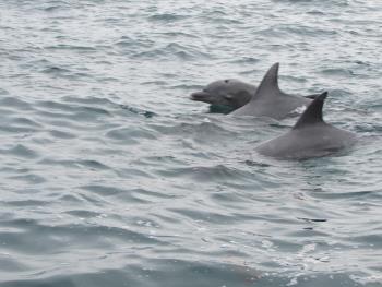 イルカさん イルカさん