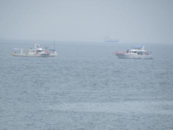 イルカウォッチング イルカウォッチング