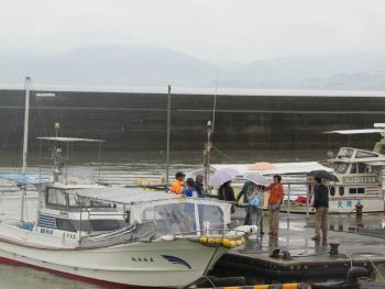 イルカウォッチング イルカウォッチング