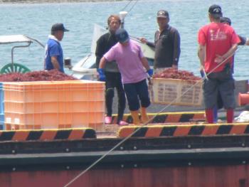 トサカがけ トサカがけ