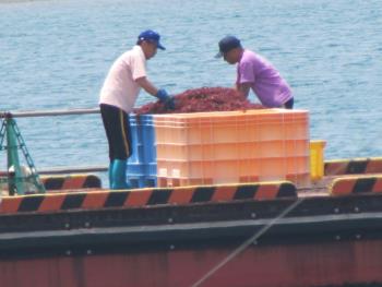 トサカかけ トサカかけ