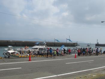 イルカウォッチング イルカウォッチング