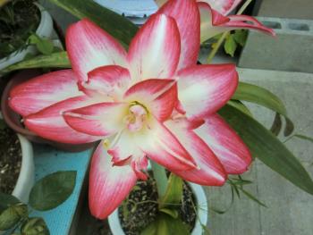 アマリリス アマリリス