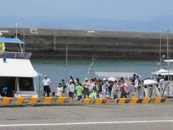 イルカウォッチング イルカウォッチング