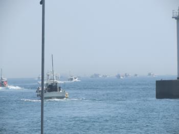 イルカウォッチング イルカウォッチング