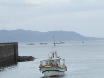 イルカウォッチング イルカウォッチング