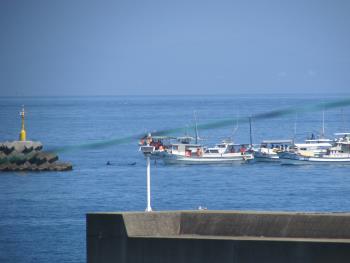 イルカウォッチング イルカウォッチング