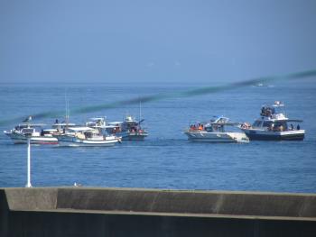 イルカウォッチング イルカウォッチング