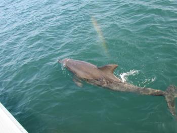 イルカさん イルカさん