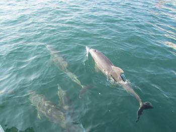 イルカさん イルカさん