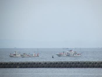 イルカウォッチング イルカウォッチング