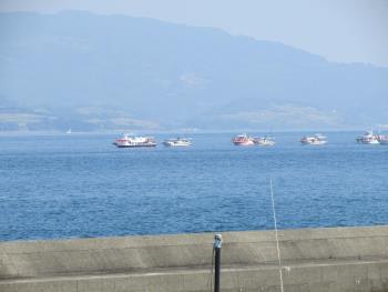 イルカウォッチング イルカウォッチング