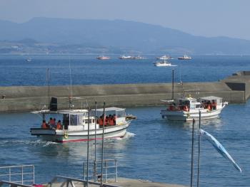 イルカウォッチング イルカウォッチング