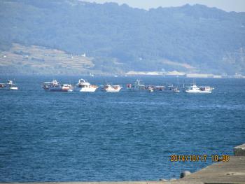 イルカウォッチング イルカウォッチング