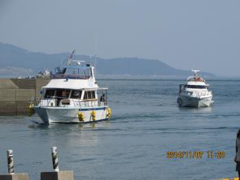 イルカウォッチング イルカウォッチング