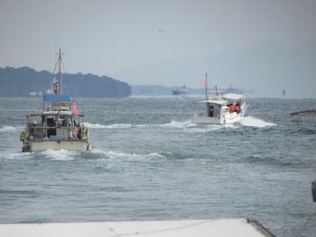 イルカウォッチング イルカウォッチング