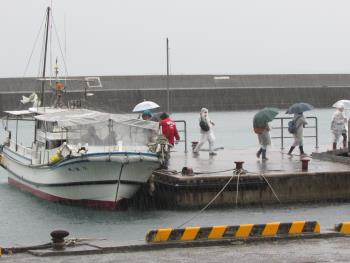 イルカウォッチング イルカウォッチング